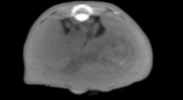 Whole-body CT atlas of a mouse